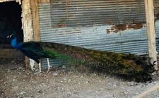 Black shoulder peacock for sale  Cherryville