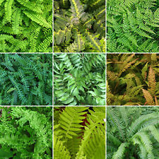 Fern plant mix for sale  UK