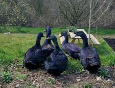 Six cayuga duck for sale  WHITLAND