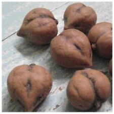 Japanese heartnut walnut for sale  Nevada