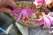 Orchid pleione irazu for sale  DARLINGTON