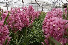 Cymbidium selected back for sale  Shipping to Ireland