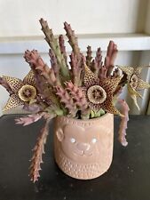 Orbea variegated stapelia for sale  Whittier