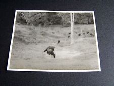 Vintage photo seladang for sale  SWANSEA