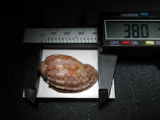 ULTRA RARE & VERY NICE HARPIDAE HARPA DORIS RUGGED(var.)ASCENSION ISLAND for sale  Shipping to South Africa