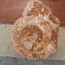 Fossili grande ammonite usato  Quistello