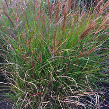 Miscanthus sinensis cute d'occasion  Pouzauges