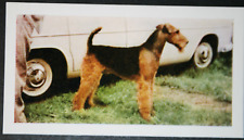 Airedale terrier vintage for sale  Shipping to Ireland