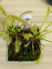 Drosera capensis franschhoek for sale  COLWYN BAY
