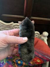 Taxidermy unmounted mole for sale  BRANDON