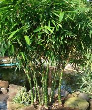 Bambusa vulgaris wamin for sale  Hawthorne