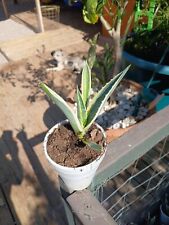 Agave americana variagated for sale  Tucson
