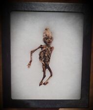 Antique medical specimen for sale  Olean