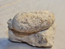 Crocodile egg fossil d'occasion  Expédié en Belgium