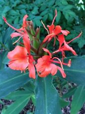 Fresh seed hedychium for sale  HIGH WYCOMBE