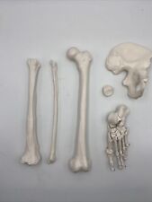 Disarticulated left skeleton for sale  West Jordan