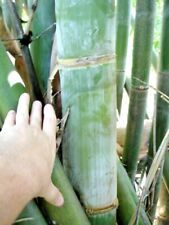 Usado, 10 SEMILLAS DE BAMBÚ DE MADERA GIGANTE OLDHAMS - Bambusa Oldamii segunda mano  Embacar hacia Argentina