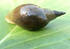 Live pond snails for sale  HULL