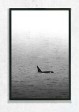 Orca photography print for sale  Marysville