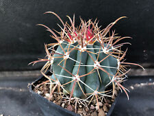 Ferocactus wislizeni cactus usato  Massafra
