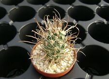 10 sementes frescas Toumeya papyracantha RP 50 WINTER HARDY 種�ucht เมล็ดพันธุ์ Cacto comprar usado  Enviando para Brazil