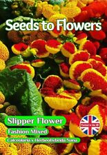Slipper flower calceolaria for sale  STOKE-ON-TRENT