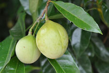 Nutmeg tree seed for sale  Massillon