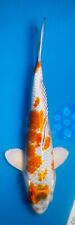 Koi carp for sale  CHESTERFIELD