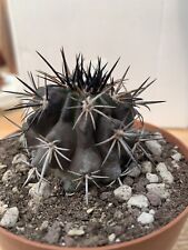 Copiapoa echinata huasco usato  Monterosso Almo