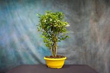 bonsai forest tree for sale  North Fort Myers