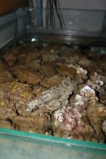 marine aquarium live rock for sale  AYLESBURY