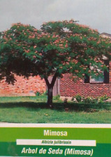 Mimosa tree live for sale  Ben Wheeler
