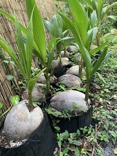 Sprouted coconut palm for sale  Delray Beach