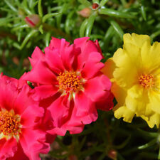 PORTULACA GRANDIFLORA A FIORE DOPPIO MIX 1000 SEMI - FIORI 85% GERMINAZIONE na sprzedaż  Wysyłka do Poland