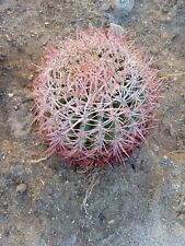 Red barrell cactus for sale  Desert Hot Springs