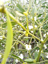 Mistletoe berries.growing appl for sale  BEDFORD
