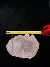 Legno fossile. madacascar. usato  Roma