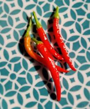 Lingua fuoco chilli for sale  MANSFIELD