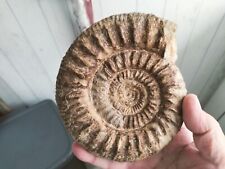 Ammonite fossile d'occasion  Saumur