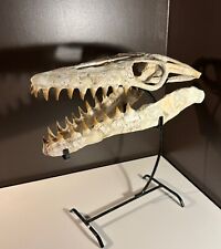 Magnifique crâne mosasaure d'occasion  Clermont-Ferrand-