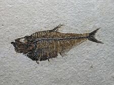 Fossil fish diplomystus for sale  Jackson