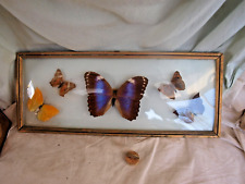 Papillon entomologie taxidermi d'occasion  Salon-de-Provence