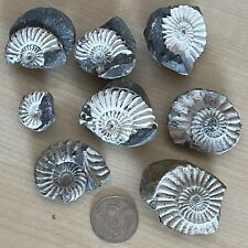 Fossilien ammoniten buttenheim gebraucht kaufen  Sehestedt