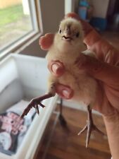 Zombie chicken hatching for sale  Spencerville