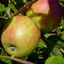 Geheimrat ldenburg apfelbaum gebraucht kaufen  Detm.-Nienhagen,-Loßbruch