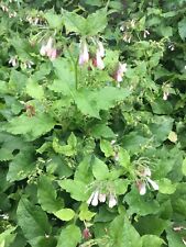 Comfrey plant root for sale  CHURCH STRETTON