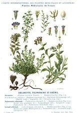 Botanique gravure plantes d'occasion  France