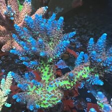 Thirstysreef acropora coral for sale  Los Angeles