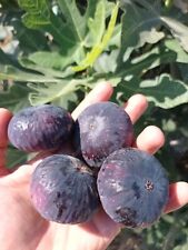 Mavra vasilika figs for sale  Shipping to Ireland