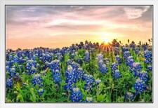 Texas bluebonnets sunset for sale  Mount Vernon